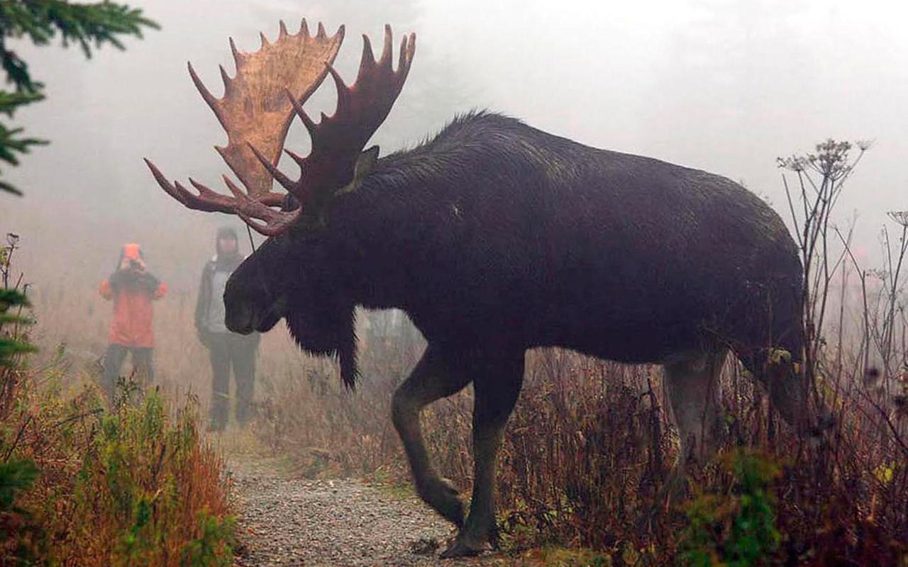 Villa Le Ti Moose La Malbaie Exterior foto